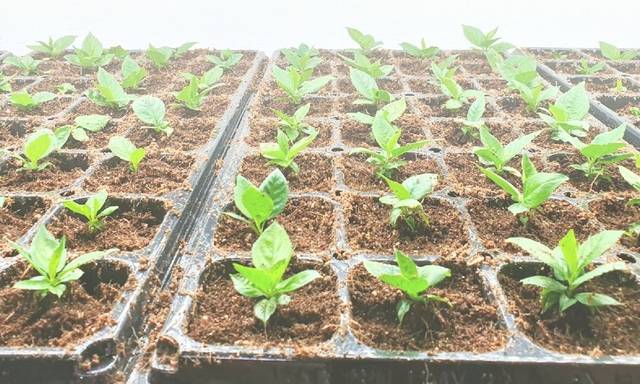 Nursery-trays-seedlings Nursery-trays-seedlings