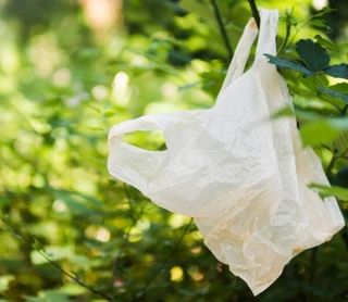 Plastic-bag-in-tree